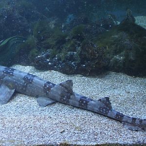 Chiloscyllium plagiosum