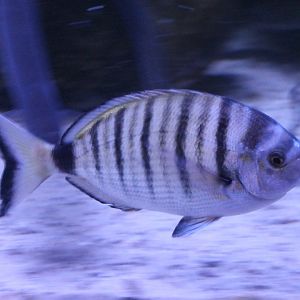 Diplodus puntazzo