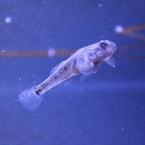 Pomatoschistus minutus