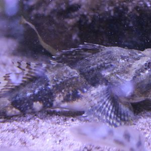 Myoxocephalus scorpius