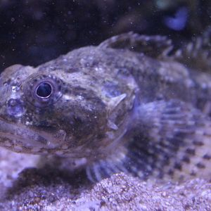 Myoxocephalus scorpius