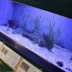 Zoarces - Myoxocephalus Aquarium