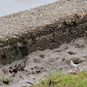 Spotted Sandpiper at Holme Pierrepont, Nottingham, 10/02/18