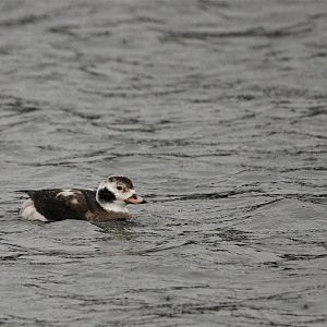 Long-tailed Duck at Holme Pierrepont, Nottingham, 10/02/18