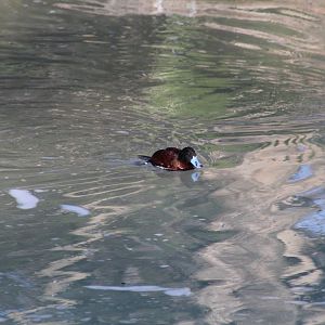 Argentine Ruddy Duck