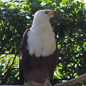 African Fish-Eagle