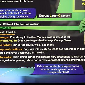 Texas Blind Salamander Signage