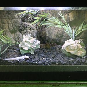 Texas Blind Salamander Tank