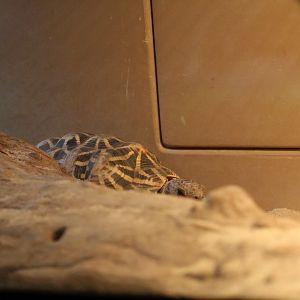 Indian Star Tortoise