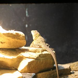 Reticulated Collared Lizard