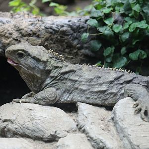 Northern Tuatara