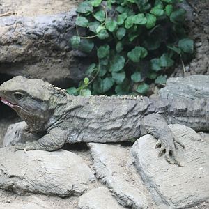 Northern Tuatara