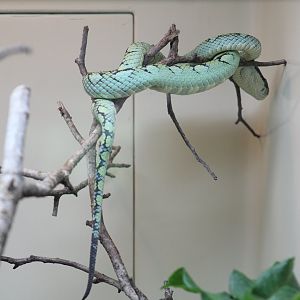 Sri Lankan Pitviper