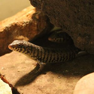 Trachylepis dichroma