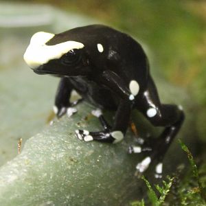 Dendrobates tinctorius