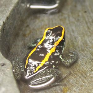 Phyllobates vittatus