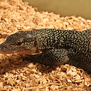 Varanus indicus solomonensis
