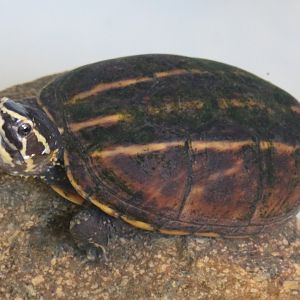 Striped mud turtle - Kinosternon baurii