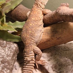 Uromastryx ornata