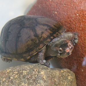 Mud turtle ID