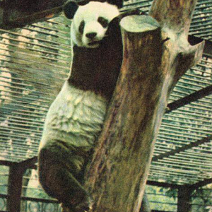 Giant panda