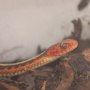 Thamnophis infernalis