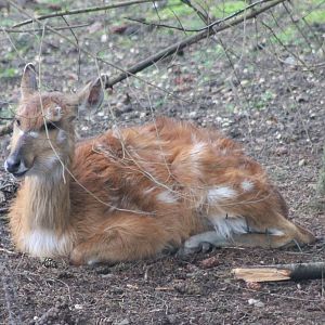 Sitatunga