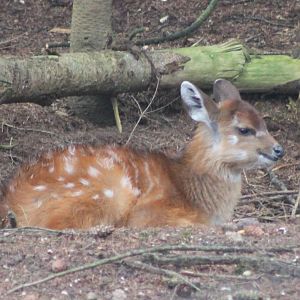 Sitatunga-calf