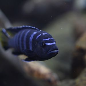 Mbuna (Pseudotropheus sp. [johannii?])
