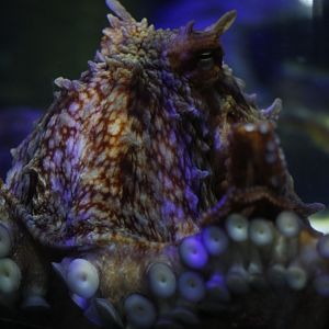 Giant Pacific octopus (Enteroctopus dofleini)