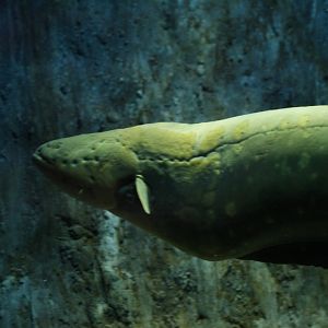 Electric eel (Electrophorus electricus)
