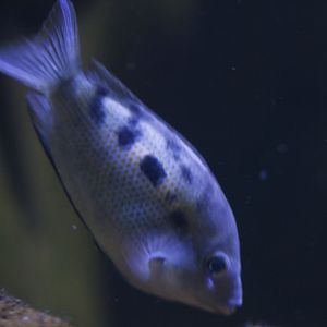 Orange chromide (Pseudetroplus maculatus)