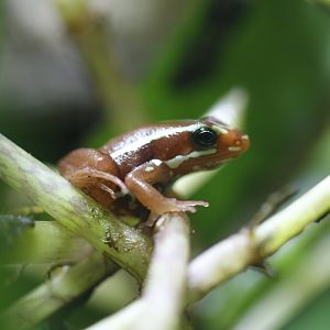 Phantasmal poison-arrow frog (Epipedobates tricolor)
