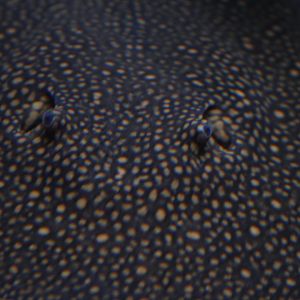 Reticulated stingray (Potamotrygon sp. [orbignyi?])