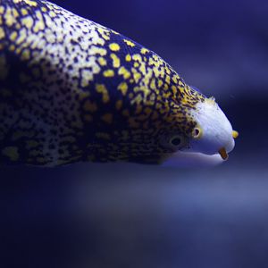 Snowflake moray (Echidna nebulosa)