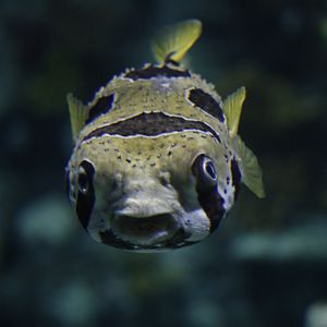 Black-blotched porcupinefish (Diodon liturosus)