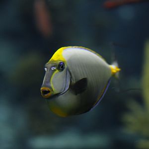 Lipstick tang (Naso lituratus)