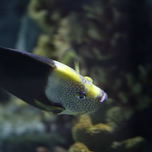 Phantom angelfish (Chaetodontoplus sp. [meredithi?])