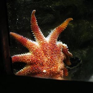 Sunflower sea star (Pycnopodia helianthoides)