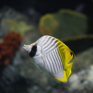 Threadfin butterflyfish (Chaetodon auriga)