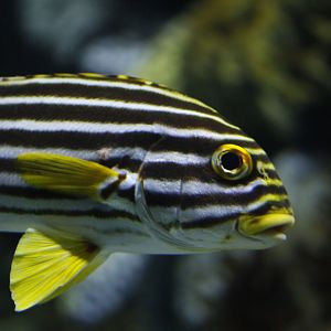 Oriental sweetlips (Plectorhinchus vittatus)