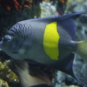 Halfmoon angelfish (Pomacanthus maculosus)