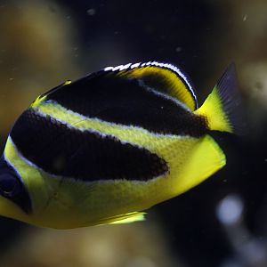 Indian butterflyfish (Chaetodon mitratus)
