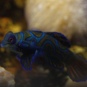 Mandarinfish (Synchiropus splendidus)