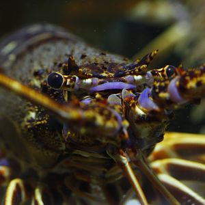 European spiny lobster (Palinurus elephas)