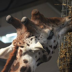The Top of a Giraffe's Head at Twycross, 11/02/18
