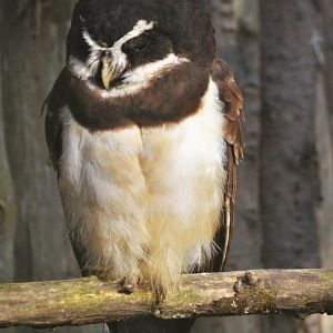 Spectacled Owl at Twycross, 11/02/18