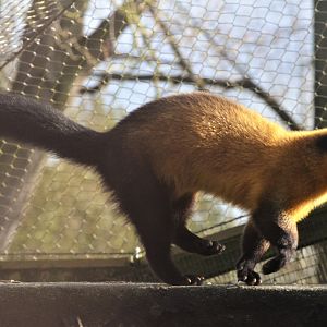 Northern Yellow-throated Marten at Twycross, 11/02/18