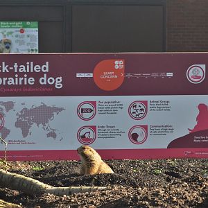 Prairie Dog and Subtle Signage at Twycross, 11/02/18
