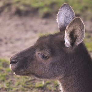 Western Grey Kangaroo at Twycross, 11/02/18
